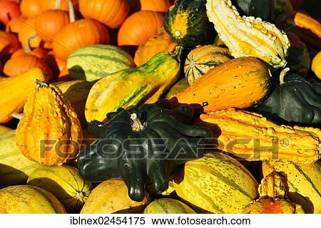 Stock Photography - "Gourds, Chiemgau region, Upper Bavaria, Bavaria, Germany, Europe". Fotosearch
