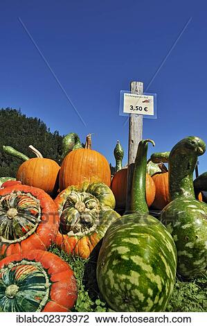 "Gourds (Cucurbita) and decorative gourds, Bavaria, Germany, Europe" View Large Photo Image Stock Image - "Gourds (Cucurbita) and decorative gourds, Bavaria, Germany, Europe". Fotosearch