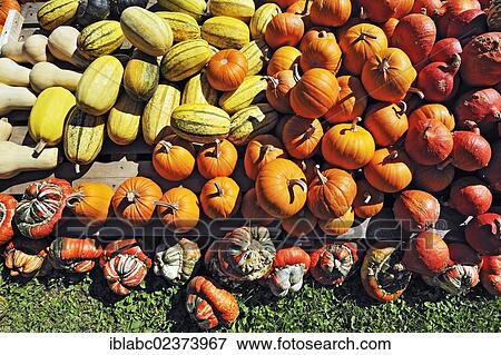 "Gourds (Cucurbita) and decorative gourds, Bavaria, Germany, Europe" View Large Photo Image Stock Photo - "Gourds (Cucurbita) and decorative gourds, Bavaria, Germany, Europe". Fotosearch