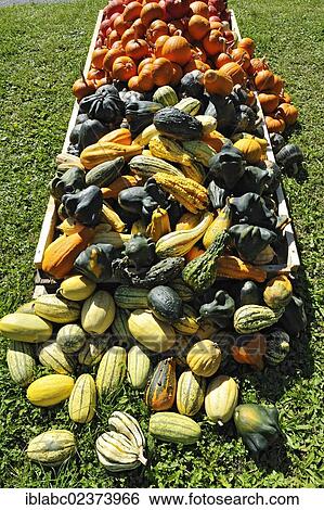 "Gourds (Cucurbita) and decorative gourds, Bavaria, Germany, Europe" View Large Photo Image Stock Photograph - "Gourds (Cucurbita) and decorative gourds, Bavaria, Germany, Europe". Fotosearch