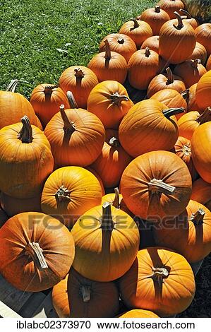 "Gourds (Cucurbita), Bavaria, Germany, Europe" View Large Photo Image Stock Image - "Gourds (Cucurbita), Bavaria, Germany, Europe". Fotosearch