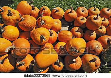 Stock Photo - "Gourds (Cucurbita), Bavaria, Germany, Europe". Fotosearch