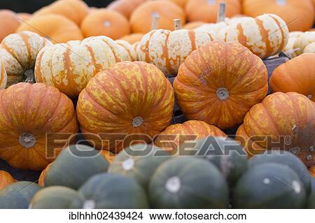 "Gourds, squashes or pumpkins (Cucurbita)" View Large Photo Image Picture - "Gourds, squashes or pumpkins (Cucurbita)". Fotosearch