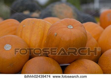"Gourds, squashes or pumpkins (Cucurbita)" View Large Photo Image Picture - "Gourds, squashes or pumpkins (Cucurbita)". Fotosearch
