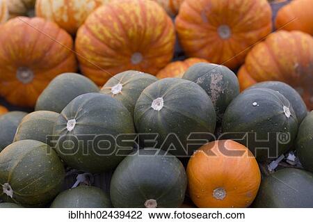 "Gourds, squashes or pumpkins (Cucurbita)" View Large Photo Image Stock Image - "Gourds, squashes or pumpkins (Cucurbita)". Fotosearch
