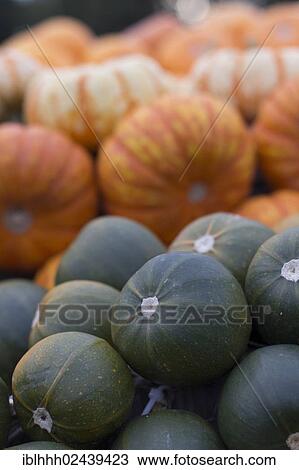 "Gourds, squashes or pumpkins (Cucurbita)" View Large Photo Image Stock Image - "Gourds, squashes or pumpkins (Cucurbita)". Fotosearch