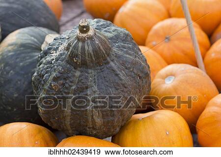 "Gourds, squashes or pumpkins (Cucurbita)" View Large Photo Image Stock Photo - "Gourds, squashes or pumpkins (Cucurbita)". Fotosearch