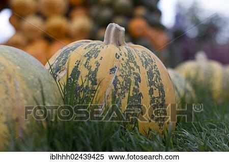 "Gourds, squashes or pumpkins (Cucurbita)" View Large Photo Image Stock Photography - "Gourds, squashes or pumpkins (Cucurbita)". Fotosearch