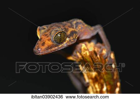 "Graceful Madagascar Ground Gecko (Paroedura gracilis), Marojejy National Park, Madagascar, Africa" View Large Photo Image Stock Photograph - "Graceful Madagascar Ground Gecko (Paroedura gracilis), Marojejy National Park, Madagascar, Africa". Fotosearch