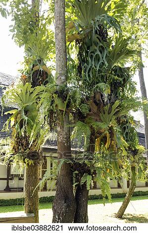 "Grafted trees, Mae Fah Luang Art and Culture Park, Chiang Rai Province, Chiang Rai Province, Northern Thailand, Thailand, Asia" View Large Photo Image Stock Image - "Grafted trees, Mae Fah Luang Art and Culture Park, Chiang Rai Province, Chiang Rai Province, Northern Thailand, Thailand, Asia". Fotosearch
