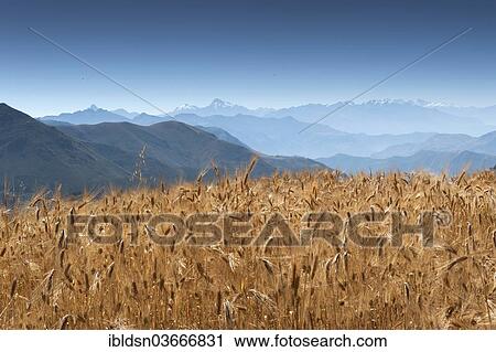 "Grain field in the Andes, Peru, South America" View Large Photo Image Stock Image - "Grain field in the Andes, Peru, South America". Fotosearch
