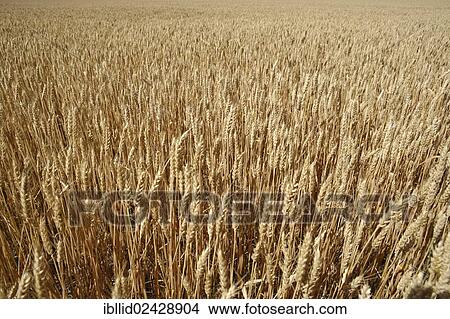 "Grain field, rye (Secale cereale), Romania, Europe" View Large Photo Image Picture - "Grain field, rye (Secale cereale), Romania, Europe". Fotosearch