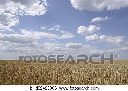 "Grain field, rye (Secale cereale), Romania, Europe" View Large Photo Image Stock Photograph - "Grain field, rye (Secale cereale), Romania, Europe". Fotosearch