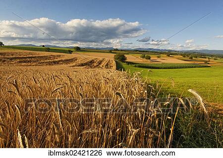 Grain fields on Dinkelberg mountain, Adelhausen, Rheinfelden - Baden, Baden-Wuerttemberg, Germany, Europe View Large Photo Image Stock Photograph - Grain fields on Dinkelberg mountain, Adelhausen, Rheinfelden - Baden, Baden-Wuerttemberg, Germany, Europe. Fotosearch