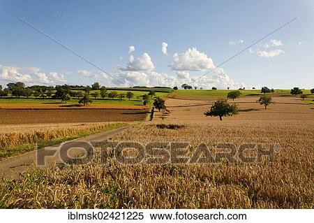 Grain fields on Dinkelberg mountain, Adelhausen, Rheinfelden - Baden, Baden-Wuerttemberg, Germany, Europe View Large Photo Image Stock Photography - Grain fields on Dinkelberg mountain, Adelhausen, Rheinfelden - Baden, Baden-Wuerttemberg, Germany, Europe. Fotosearch