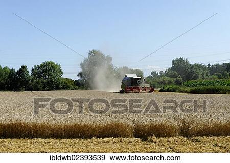 "Grain harvest, farming, near Ismaning, Upper Bavaria, Bavaria, Germany, Europe" View Large Photo Image Stock Photo - "Grain harvest, farming, near Ismaning, Upper Bavaria, Bavaria, Germany, Europe". Fotosearch