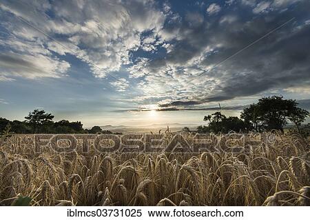 "Grainfield, Albshausen, Guxhagen, Hesse, Germany, Europe" View Large Photo Image Stock Photography - "Grainfield, Albshausen, Guxhagen, Hesse, Germany, Europe". Fotosearch