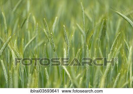 "Grainfield with immature ears of Rye (Secale cereale), Aschheim, Upper Bavaria, Bavaria, Germany, Europe" View Large Photo Image Stock Image - "Grainfield with immature ears of Rye (Secale cereale), Aschheim, Upper Bavaria, Bavaria, Germany, Europe". Fotosearch