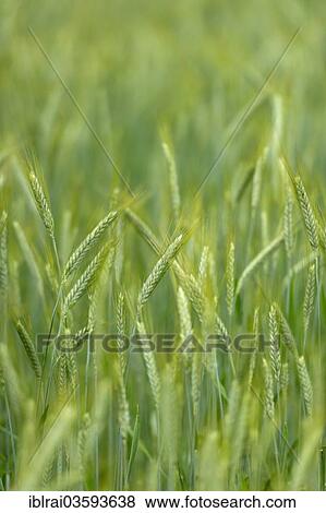 "Grainfield with immature ears of Rye (Secale cereale), Aschheim, Upper Bavaria, Bavaria, Germany, Europe" View Large Photo Image Stock Photo - "Grainfield with immature ears of Rye (Secale cereale), Aschheim, Upper Bavaria, Bavaria, Germany, Europe". Fotosearch