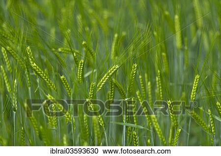 "Grainfield with immature ears of Barley (Hordeum vulgare), Aschheim, Upper Bavaria, Bavaria, Germany, Europe" View Large Photo Image Stock Image - "Grainfield with immature ears of Barley (Hordeum vulgare), Aschheim, Upper Bavaria, Bavaria, Germany, Europe". Fotosearch