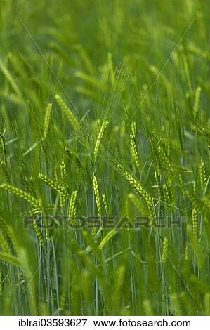 "Grainfield with immature ears of Barley (Hordeum vulgare), Aschheim, Upper Bavaria, Bavaria, Germany, Europe" View Large Photo Image Stock Photo - "Grainfield with immature ears of Barley (Hordeum vulgare), Aschheim, Upper Bavaria, Bavaria, Germany, Europe". Fotosearch