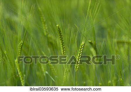 "Grainfield with immature ears of Barley (Hordeum vulgare), Aschheim, Upper Bavaria, Bavaria, Germany, Europe" View Large Photo Image Stock Photography - "Grainfield with immature ears of Barley (Hordeum vulgare), Aschheim, Upper Bavaria, Bavaria, Germany, Europe". Fotosearch