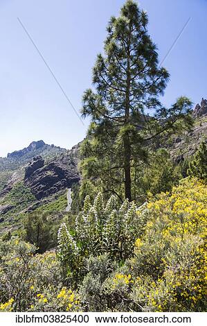 "Gran Canaria Viper's Bugloss, Tajinaste (Echium decaisnei) and Canary Island gorse, Codeso (Adenocarpus), mountain landscape, view from the hiking trail to Roque Nublo, Gran Canaria, Canary Islands, Spain, Europe" View Large Photo Image Stock Image - "Gran Canaria Viper's Bugloss, Tajinaste (Echium decaisnei) and Canary Island gorse, Codeso (Adenocarpus), mountain landscape, view from the hiking trail to Roque Nublo, Gran Canaria, Canary Islands, Spain, Europe". Fotosearch