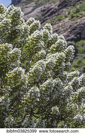 "Gran Canaria Viper's Bugloss, Tajinaste (Echium decaisnei), Gran Canaria, Canary Islands, Spain, Europe" View Large Photo Image Stock Photo - "Gran Canaria Viper's Bugloss, Tajinaste (Echium decaisnei), Gran Canaria, Canary Islands, Spain, Europe". Fotosearch