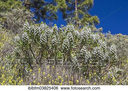 "Gran Canaria Viper's Bugloss, Tajinaste (Echium decaisnei), Gran Canaria, Canary Islands, Spain, Europe" View Large Photo Image Stock Photograph - "Gran Canaria Viper's Bugloss, Tajinaste (Echium decaisnei), Gran Canaria, Canary Islands, Spain, Europe". Fotosearch