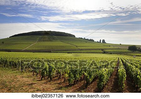 Stock Photograph - "Grand cru and premier cru vineyards of Aloxe Corton, Cote de Beaune, Burgundy, France, Europe". Fotosearch