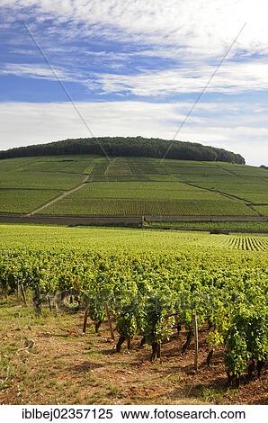 "Grand cru and premier cru vineyards of Aloxe Corton, Cote de Beaune, Burgundy, France, Europe" View Large Photo Image Stock Photography - "Grand cru and premier cru vineyards of Aloxe Corton, Cote de Beaune, Burgundy, France, Europe". Fotosearch
