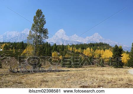 "Grand Teton mountain range from the trail to Taggart Lake, Grand Teton National Park, Wyoming, USA" View Large Photo Image Stock Image - "Grand Teton mountain range from the trail to Taggart Lake, Grand Teton National Park, Wyoming, USA". Fotosearch