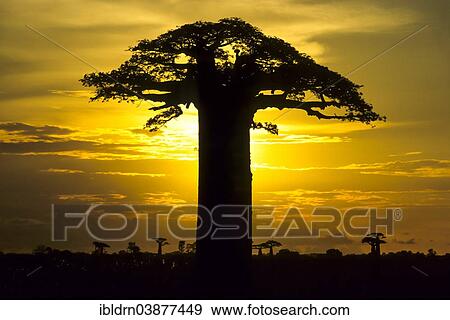 "Grandidier's Baobab Tree (Adansonia grandidieri), Morondava, Toliara Province, Madagascar, Africa" View Large Photo Image Stock Photo - "Grandidier's Baobab Tree (Adansonia grandidieri), Morondava, Toliara Province, Madagascar, Africa". Fotosearch