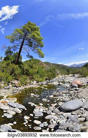Stock Image - "Granite rocks on the upper reaches of the Fango River, Fango Valley, Corsica, France, Europe". Fotosearch