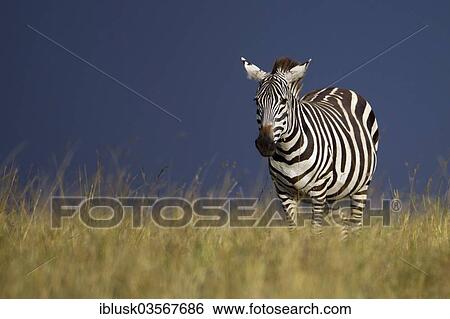 Stock Photograph - "Grant's Zebra (Equus quagga boehmi) during a gathering storm, Massai Mara, Serengeti, Rift Valley province, Kenya, Africa". Fotosearch