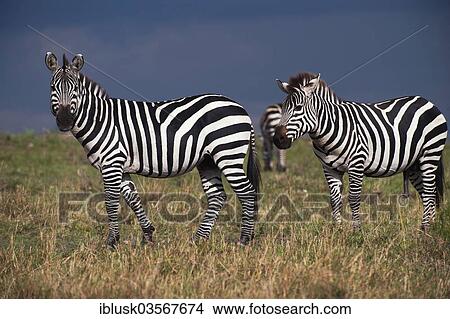 "Grant's Zebras (Equus quagga boehmi) during a gathering storm, Massai Mara, Serengeti, Rift Valley province, Kenya, Africa" View Large Photo Image Picture - "Grant's Zebras (Equus quagga boehmi) during a gathering storm, Massai Mara, Serengeti, Rift Valley province, Kenya, Africa". Fotosearch