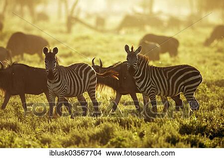 Picture - "Grant's Zebras (Equus quagga boehmi) in the evening light, Serengeti, Tanzania, Africa". Fotosearch