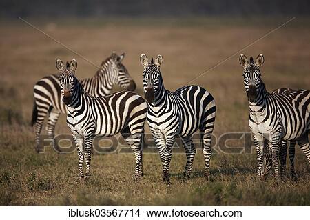 Picture - "Grant's Zebras (Equus quagga boehmi) in the evening light, Serengeti, Tanzania, Africa". Fotosearch