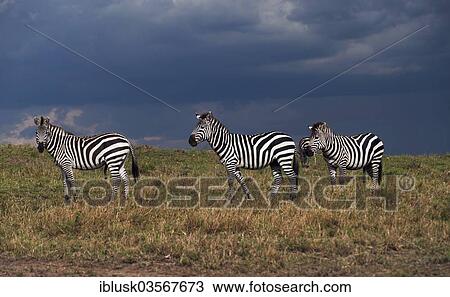 Stock Image - "Grant's Zebras (Equus quagga boehmi) during a gathering storm, Massai Mara, Serengeti, Rift Valley province, Kenya, Africa". Fotosearch