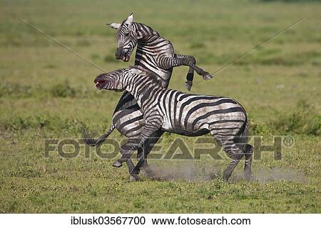 "Grant's Zebras (Equus quagga boehmi), stallions fighting to the death, Serengeti, Tanzania, Africa" View Large Photo Image Stock Image - "Grant's Zebras (Equus quagga boehmi), stallions fighting to the death, Serengeti, Tanzania, Africa". Fotosearch