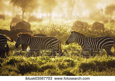 Stock Image - "Grant's Zebras (Equus quagga boehmi) in the evening light, Serengeti, Tanzania, Africa". Fotosearch
