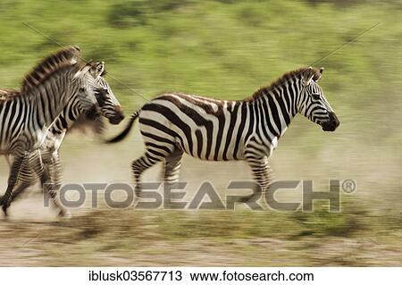 Stock Image - "Grant's Zebras (Equus quagga boehmi), galloping, Serengeti, Tanzania, Africa". Fotosearch