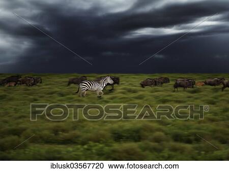 "Grant's Zebras (Equus quagga boehmi), galloping during a gathering storm, Serengeti, Tanzania, Africa" View Large Photo Image Stock Image - "Grant's Zebras (Equus quagga boehmi), galloping during a gathering storm, Serengeti, Tanzania, Africa". Fotosearch