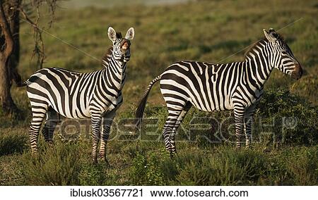 Stock Image - "Grant's Zebras (Equus quagga boehmi), stallion in flehmen position, Serengeti, Tanzania, Africa". Fotosearch