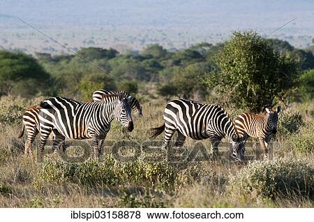 "Grant's zebras (Equus quagga boehmi), Lualenyi Game Reserve, Kenya, Africa" View Large Photo Image Stock Photo - "Grant's zebras (Equus quagga boehmi), Lualenyi Game Reserve, Kenya, Africa". Fotosearch