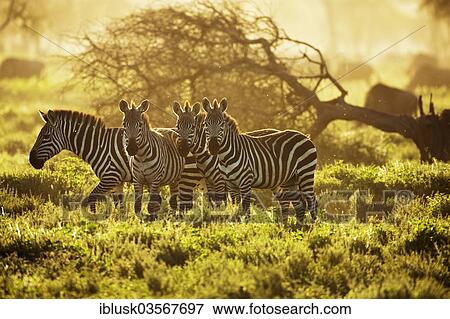 Stock Photo - "Grant's Zebras (Equus quagga boehmi) in the evening light, Serengeti, Tanzania, Africa". Fotosearch