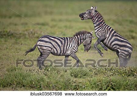 "Grant's Zebras (Equus quagga boehmi), stallions fighting to the death, Serengeti, Tanzania, Africa" View Large Photo Image Stock Photo - "Grant's Zebras (Equus quagga boehmi), stallions fighting to the death, Serengeti, Tanzania, Africa". Fotosearch