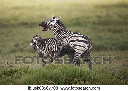 Stock Photo - "Grant's Zebras (Equus quagga boehmi), stallions fighting to the death, Serengeti, Tanzania, Africa". Fotosearch