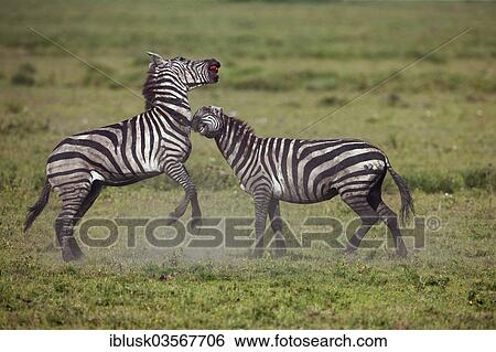 Stock Photograph - "Grant's Zebras (Equus quagga boehmi), stallions fighting to the death, Serengeti, Tanzania, Africa". Fotosearch