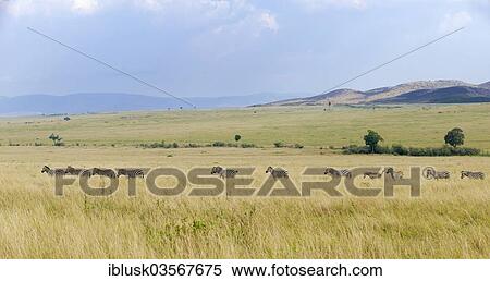 Stock Photography - "Grant's Zebras (Equus quagga boehmi), herd in the savanna, Massai Mara, Serengeti, Rift Valley province, Kenya, Africa". Fotosearch